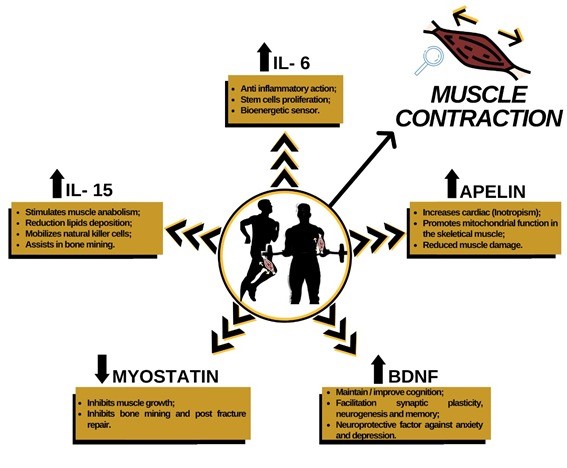 myokines